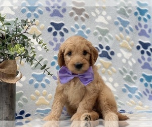 Goldendoodle (Miniature) Puppy for sale in LANCASTER, PA, USA