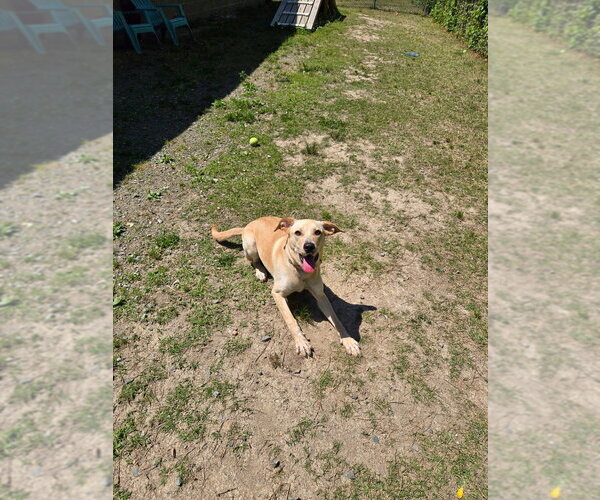 Medium Photo #3 Labrador Retriever Puppy For Sale in Glen Allen, VA, USA