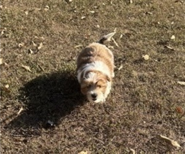 Medium Photo #9 Shorkie Tzu-Yorkshire Terrier Mix Puppy For Sale in CENTRALIA, IL, USA