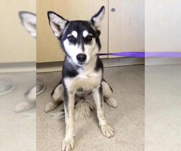 Medium Photo #1 Siberian Husky Puppy For Sale in Riverside, CA, USA