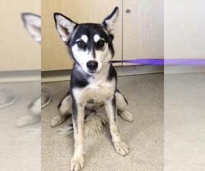Siberian Husky Dogs for adoption in Riverside, CA, USA