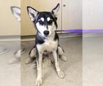 Small Siberian Husky