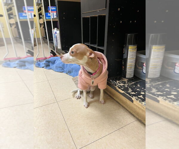 Medium Photo #3 Chihuahua-Unknown Mix Puppy For Sale in Candler, NC, USA