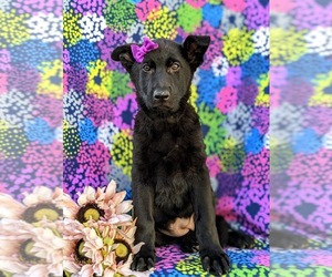 German Shepherd Dog Puppy for sale in KIRKWOOD, PA, USA