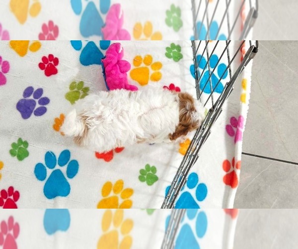 Medium Photo #10 Cavapoo (Miniature)-Poodle (Toy) Mix Puppy For Sale in ORO VALLEY, AZ, USA