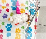 Small #9 Cavapoo (Miniature)-Poodle (Toy) Mix