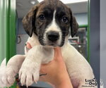 Small #2 Labrador Retriever Mix
