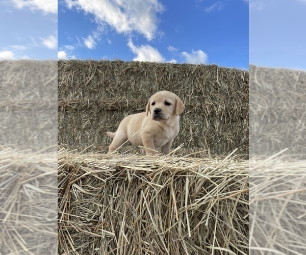 Medium Photo #3 Labrador Retriever Puppy For Sale in STANLEY, NY, USA