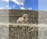 Small Photo #3 Labrador Retriever Puppy For Sale in STANLEY, NY, USA