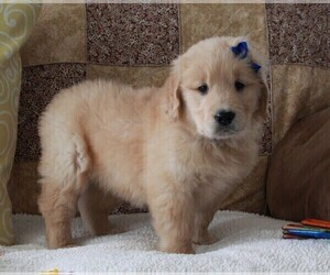 Golden Retriever Puppy for sale in FREDERICKSBURG, OH, USA