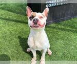 Small Staffordshire Bull Terrier Mix