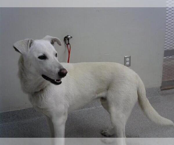 Medium Photo #1 German Shepherd Dog-Unknown Mix Puppy For Sale in Pasadena, TX, USA