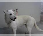 Small German Shepherd Dog Mix
