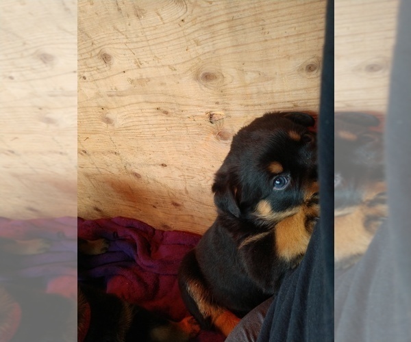 Medium Photo #21 Rottweiler Puppy For Sale in NIPOMO, CA, USA