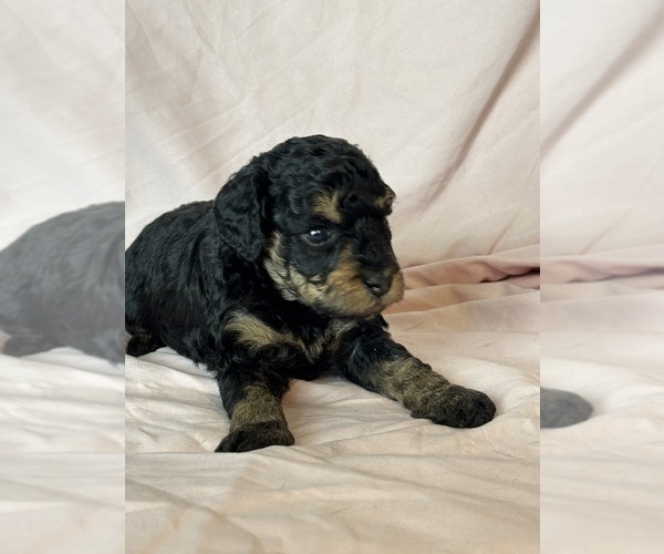 Medium Photo #5 Bernedoodle (Miniature) Puppy For Sale in LONGMONT, CO, USA