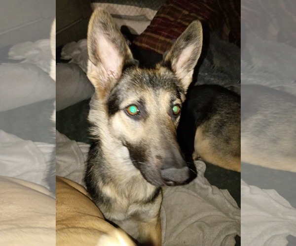 Medium Photo #1 German Shepherd Dog-Unknown Mix Puppy For Sale in MIDWAY, UT, USA