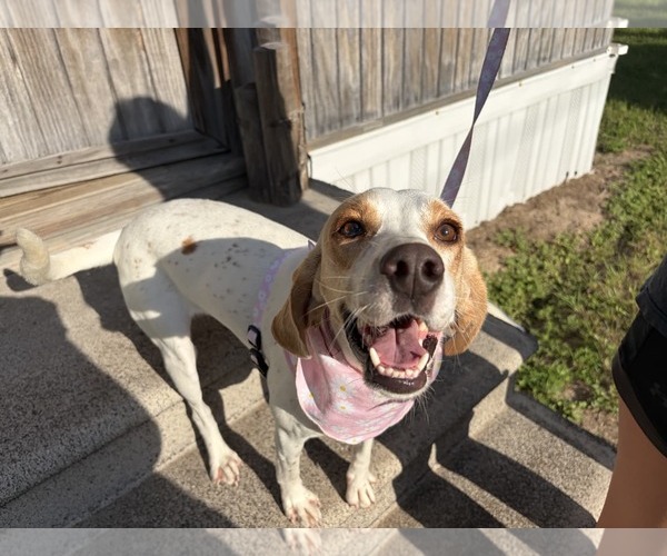 Medium Photo #3 American Foxhound-Beagle Mix Puppy For Sale in Dunnellon, FL, USA