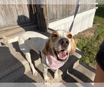 Small #2 American Foxhound-Beagle Mix