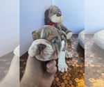 Small #33 Bulldog