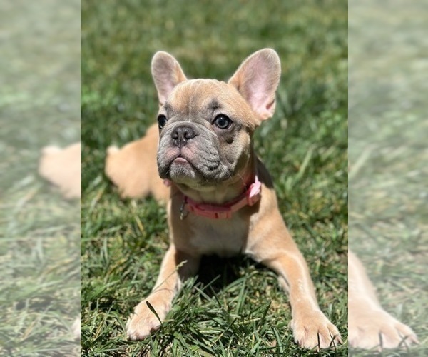 Medium Photo #1 French Bulldog Puppy For Sale in SACRAMENTO, CA, USA