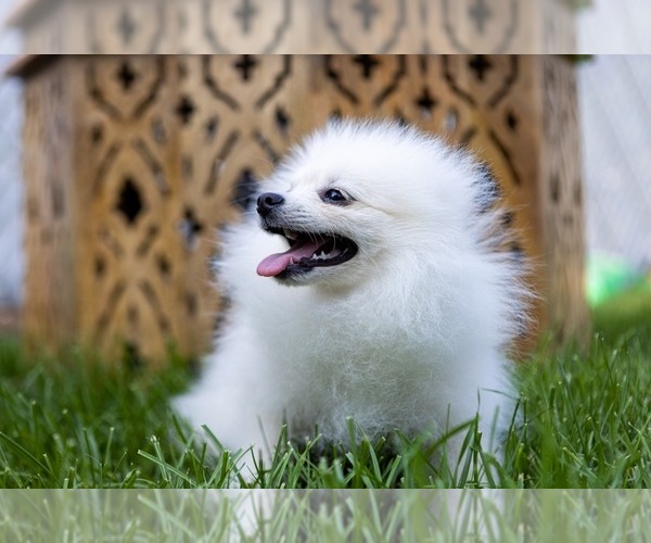Medium Photo #4 Pomeranian Puppy For Sale in WOOD DALE, IL, USA