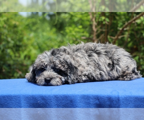 Medium Photo #25 Poodle (Toy) Puppy For Sale in DYERSBURG, TN, USA