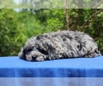 Small #24 Poodle (Toy)