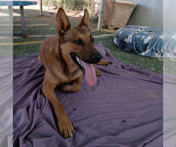 Medium Photo #4 German Shepherd Dog-Unknown Mix Puppy For Sale in Apple Valley, CA, USA