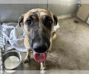 Anatolian Shepherd-Unknown Mix Dogs for adoption in McKinleyville, CA, USA