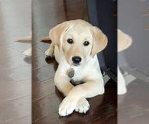 Labrador Retriever Puppy for sale in RICHMOND, IN, USA