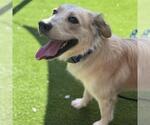 Small #1 Great Pyrenees Mix