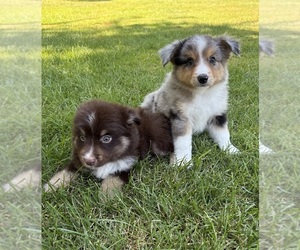 Miniature Australian Shepherd Puppy for Sale in FAIR HAVEN, Michigan USA