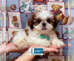 Shih Tzu Puppy for sale in WINNSBORO, LA, USA