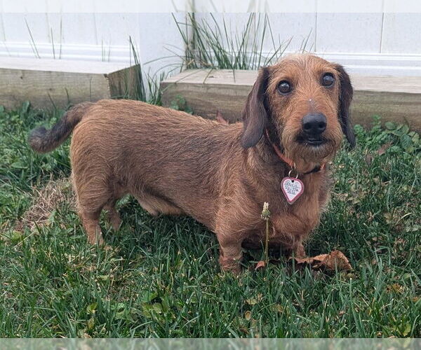 Medium Photo #8 Dachshund Puppy For Sale in Shelbyville, TN, USA