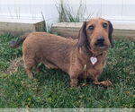 Small #7 Dachshund
