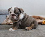 Small Photo #2 English Bulldog Puppy For Sale in DES MOINES, IA, USA