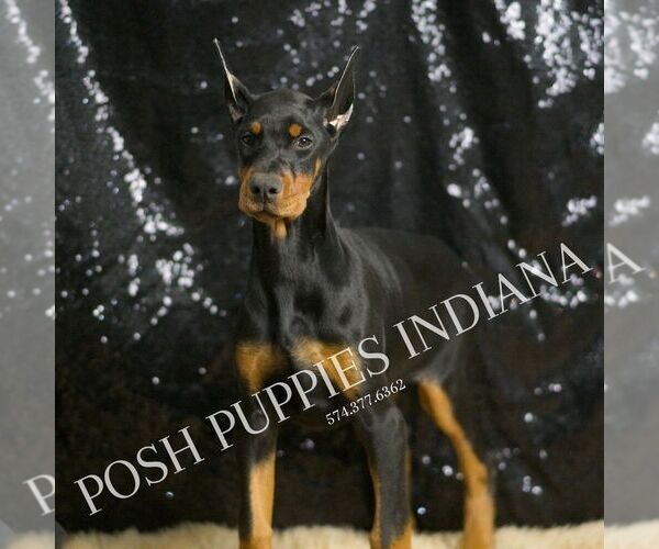 Medium Photo #1 Doberman Pinscher Puppy For Sale in WARSAW, IN, USA