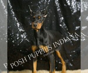 Medium Doberman Pinscher