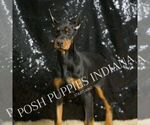 Puppy AKC Euro Echo Doberman Pinscher