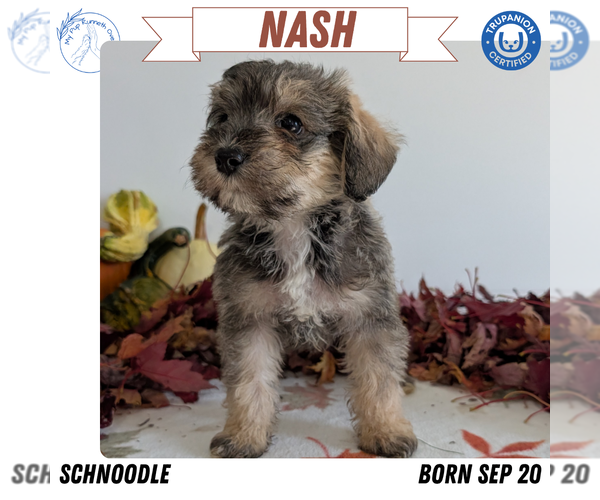 Medium Photo #1 Schnoodle (Miniature) Puppy For Sale in GOSHEN, IN, USA
