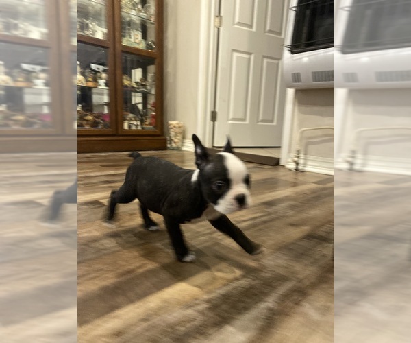 Medium Photo #11 Boston Terrier Puppy For Sale in FREDONIA, KS, USA