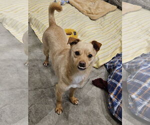 Chihuahua-Shiba Inu Mix Dogs for adoption in Agoura Hills, CA, USA