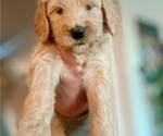 Puppy Pink Collar Goldendoodle