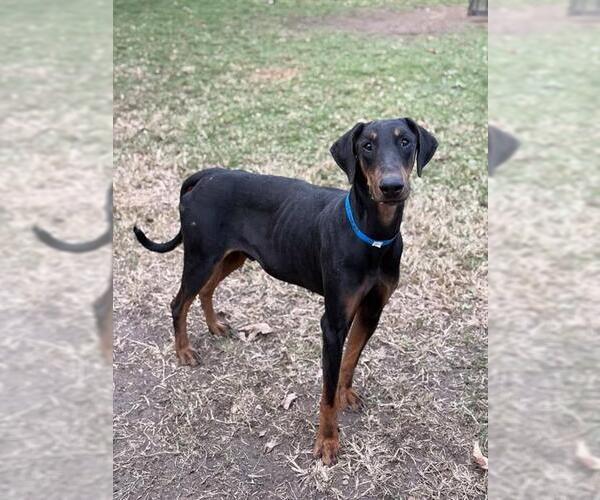 Medium Photo #1 Doberman Pinscher Puppy For Sale in Riverside, CA, USA