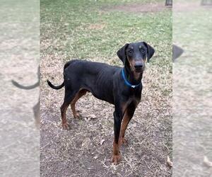 Doberman Pinscher Dogs for adoption in Riverside, CA, USA