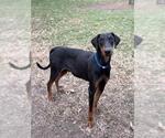 Small Doberman Pinscher