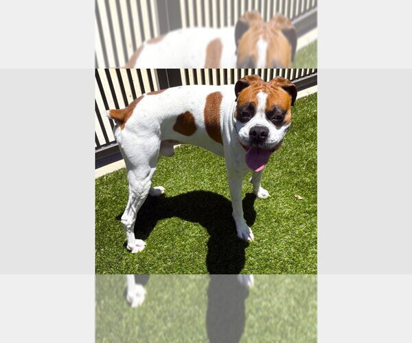 Medium Photo #1 Boxer Puppy For Sale in Austin, TX, USA