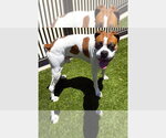 Small Boxer