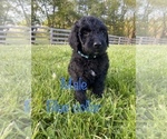 Small Photo #10 Labradoodle Puppy For Sale in CORYDON, IN, USA