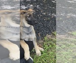 Small #2 German Shepherd Dog